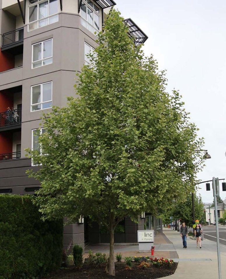 Tall green tree beside a modern apartment building on a city street