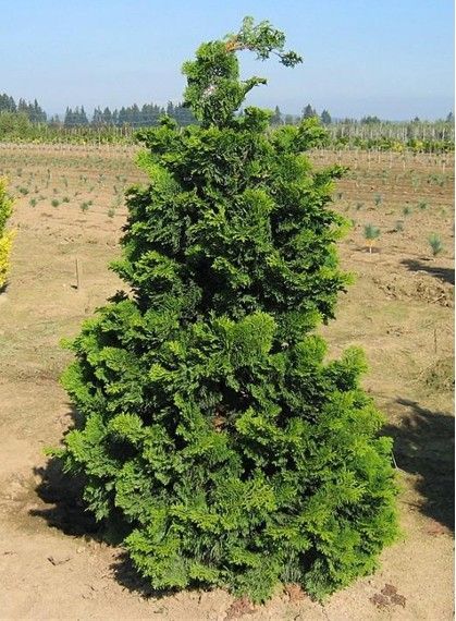 A lush green conical shrub in a dry field under a clear blue sky.