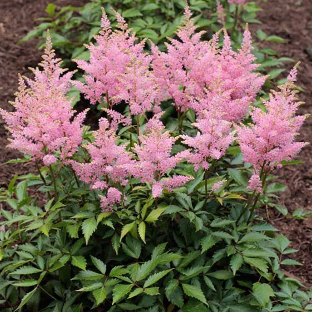 Pink astilbe flowers blooming above lush green foliage in a garden bed