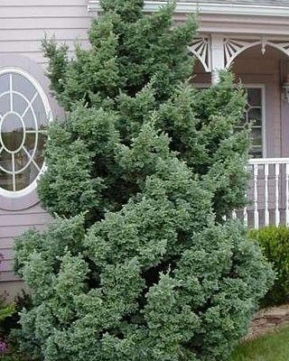 Tall dense evergreen shrub beside a house porch and window