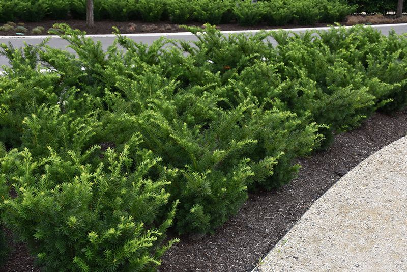 Dense green shrubs lining a landscaped garden bed beside a light-colored walkway