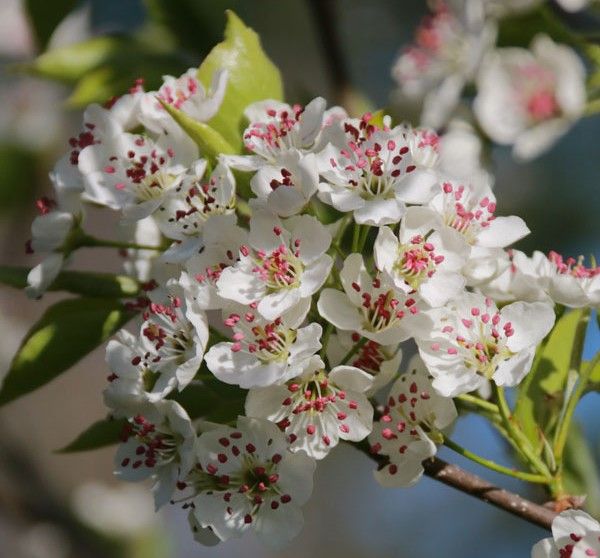 Cluster of white blossoms with pink centers on a tree branch in sunlight