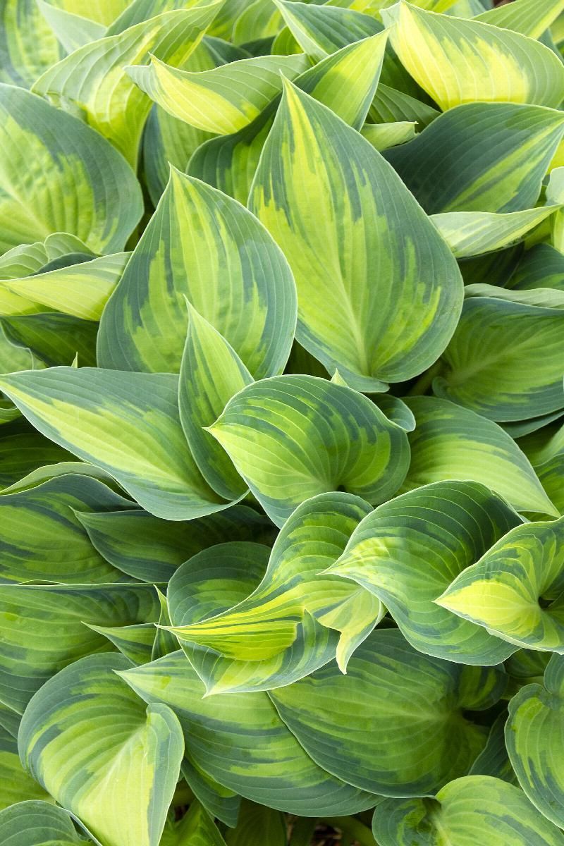 Close-up of lush green variegated leaves with yellow stripes