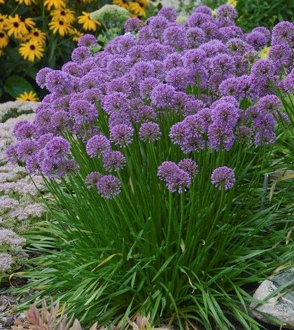 Purple allium flowers blooming in a garden bed with yellow flowers in the background