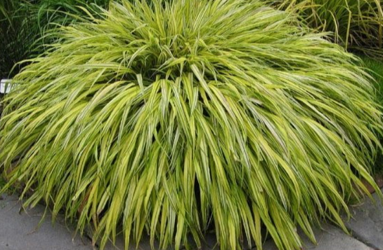 Dense clump of bright green ornamental grass in a garden bed