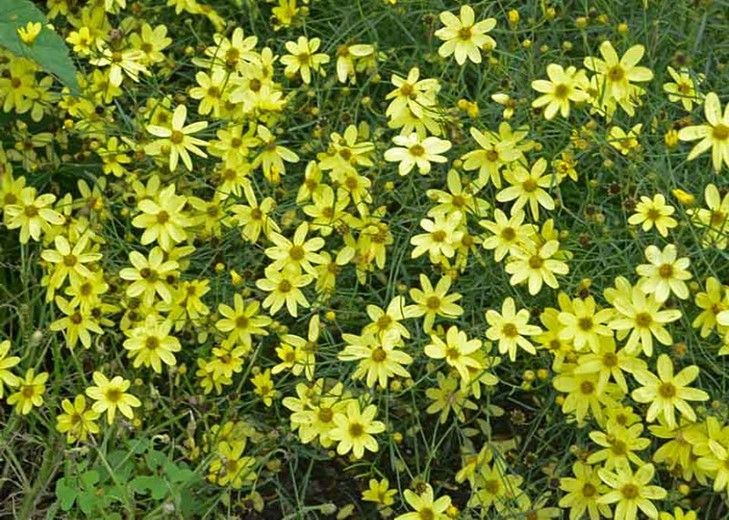 Yellow wildflowers blooming in a dense green field