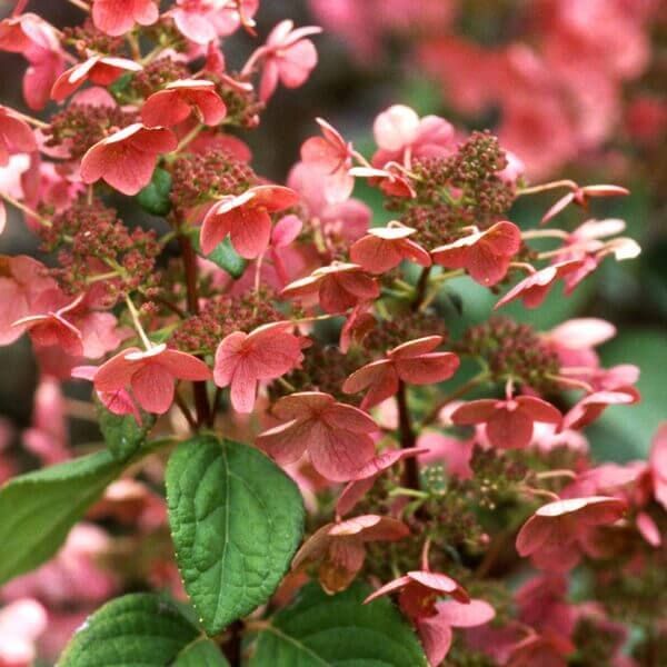 Pink hydrangea blossoms with green leaves in a garden close-up