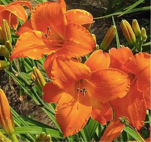 Bright orange daylilies blooming among green leaves in a garden