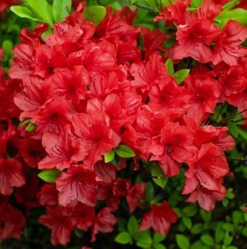 Cluster of bright red flowers with green leaves