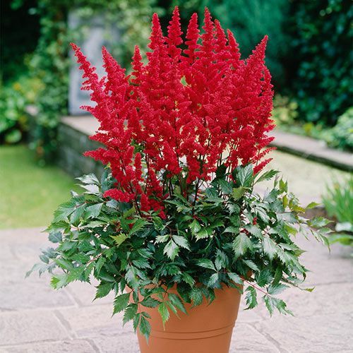 Potted red astilbe flowers with green foliage on a patio