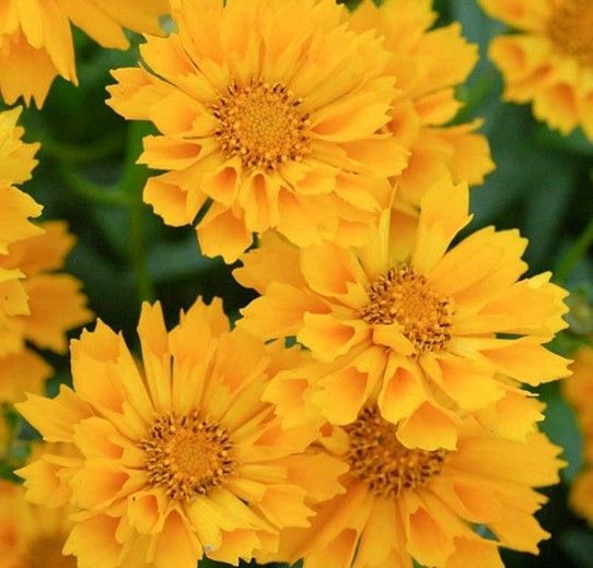 Cluster of bright yellow flowers with green leaves in close-up