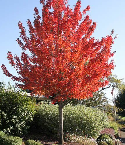 Bright red autumn tree in a landscaped garden against a blue sky