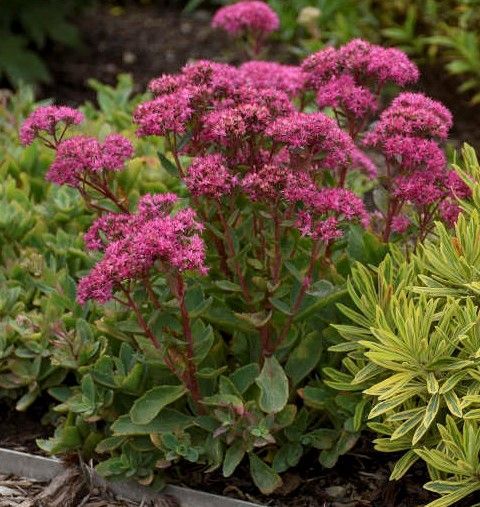 Pink flowering sedum in a garden bed beside green foliage plants