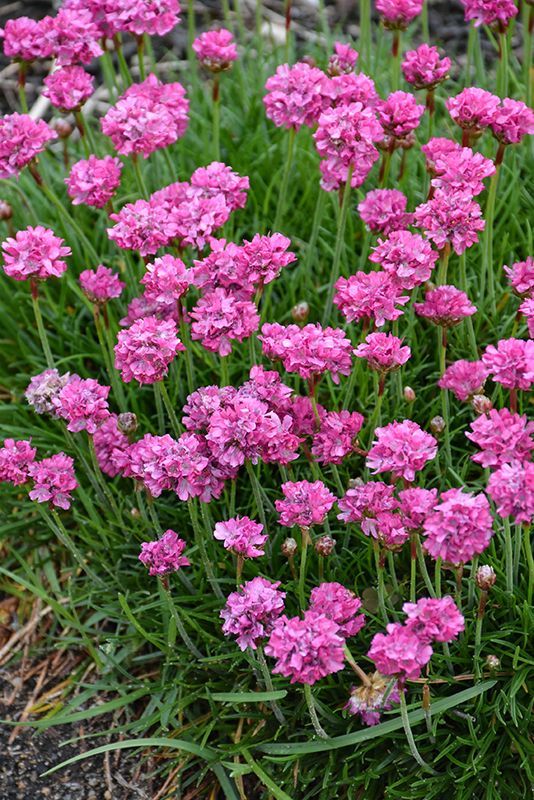 Pink flowering plants in a garden bed with green grass-like foliage