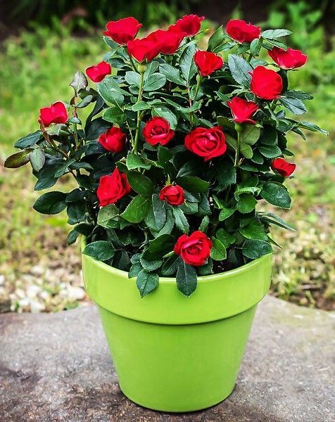 Red rose bouquet in a lime green pot outdoors on stone pavement