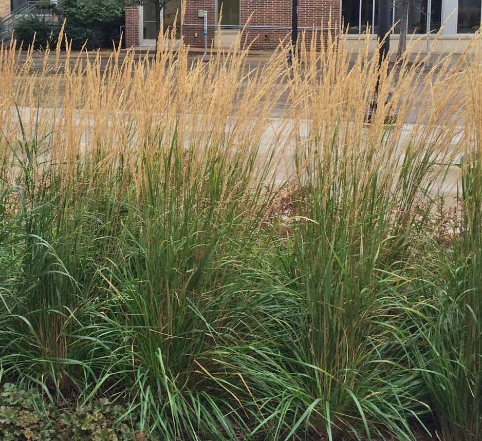Tall ornamental grasses with tan plumes growing in a landscaped area near a building