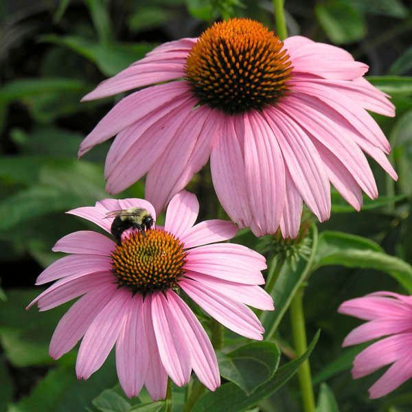 Pink coneflowers blooming in a garden, with a bee on one flower