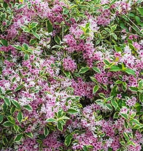 Dense cluster of pink and white flowers with green variegated leaves forming a leafy ground cover