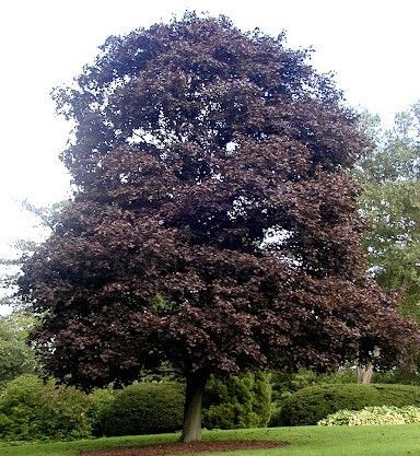 Large dark-leaved tree in a grassy park with shrubs and a bright sky in the background