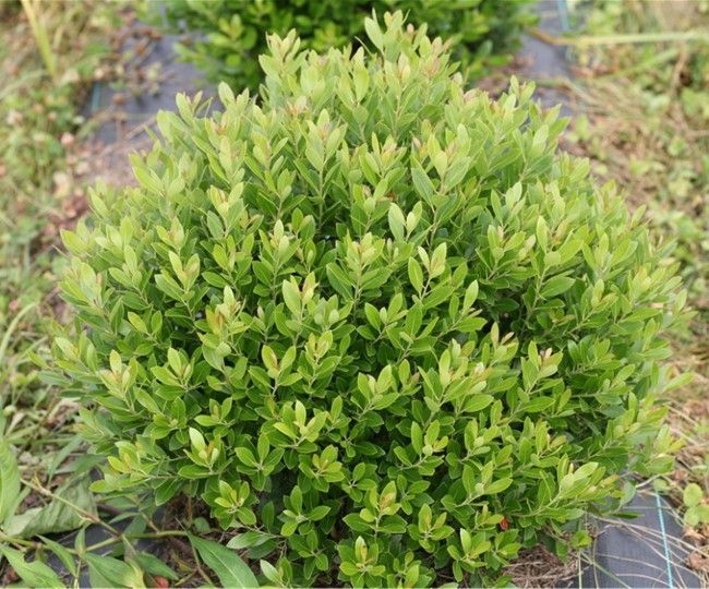 Round green shrub in a garden bed with dense, bright foliage