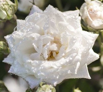 White rose in bloom with unopened buds against a green background