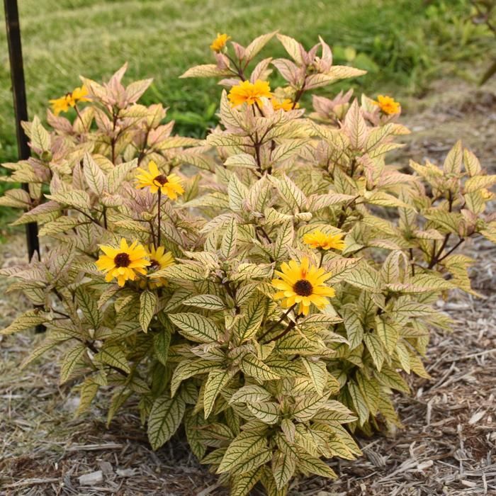 Yellow flowers blooming in a variegated leafy plant bed outdoors