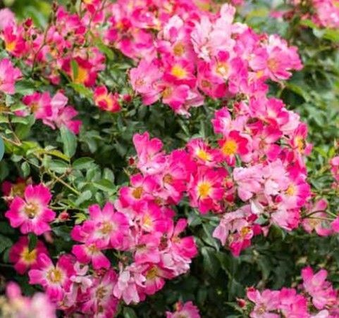 Cluster of pink flowers with yellow centers and green leaves