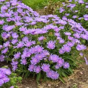 Cluster of purple wildflowers blooming in a grassy patch