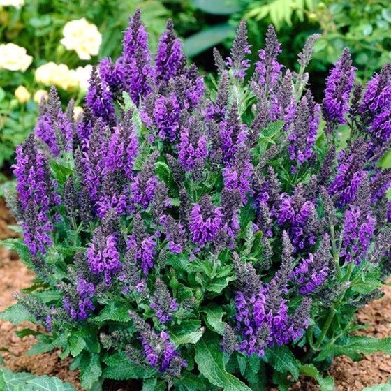 Purple salvia flowers blooming in a garden bed with green foliage
