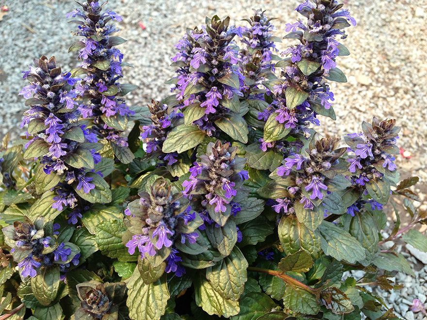 Purple flowering plants with variegated green-yellow leaves growing in a garden bed