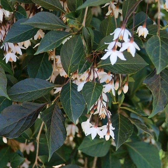 White bell-shaped flowers among dark green leaves on a vine