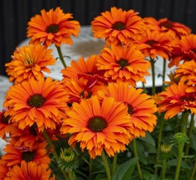 Bright orange daisies blooming in a garden