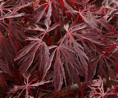 Dark red Japanese maple leaves filling the frame