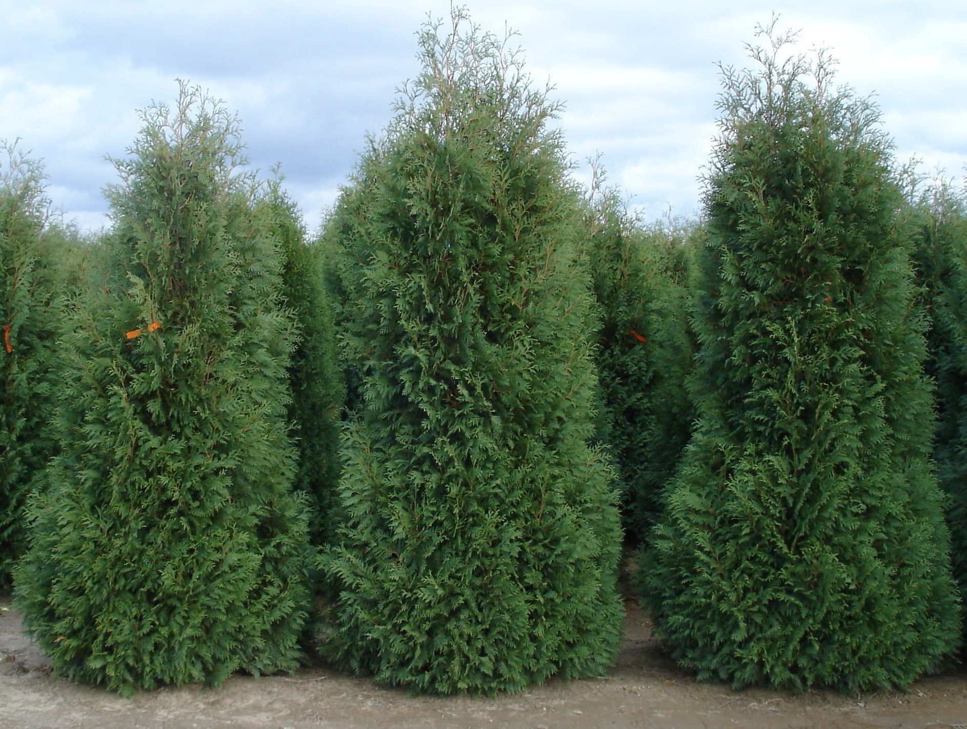 Three tall green shrubs or conifers growing side by side in a garden