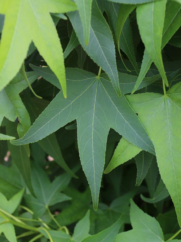 Close-up of green star-shaped leaves layered in dense foliage