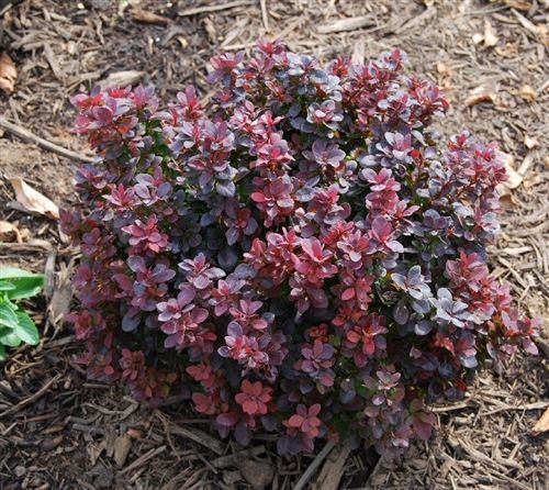 Small round shrub with burgundy and purple leaves growing in wood mulch