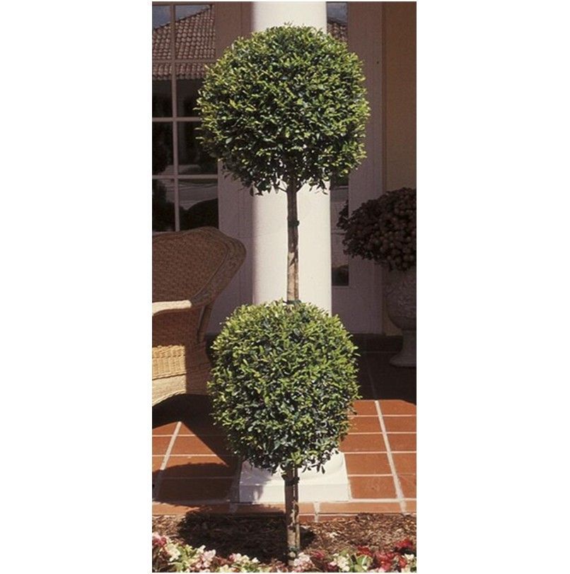 Topiary tree with two trimmed green spheres in a terracotta planter by a patio window