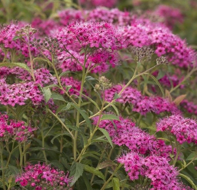 Dense clusters of bright pink flowers with green stems and leaves in a garden