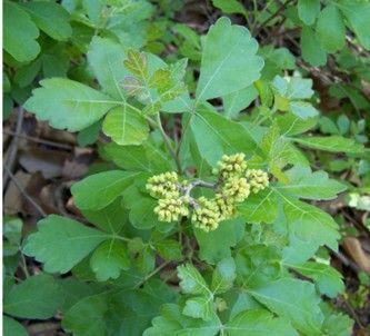 Green leafy plant with clusters of small pale yellow flowers