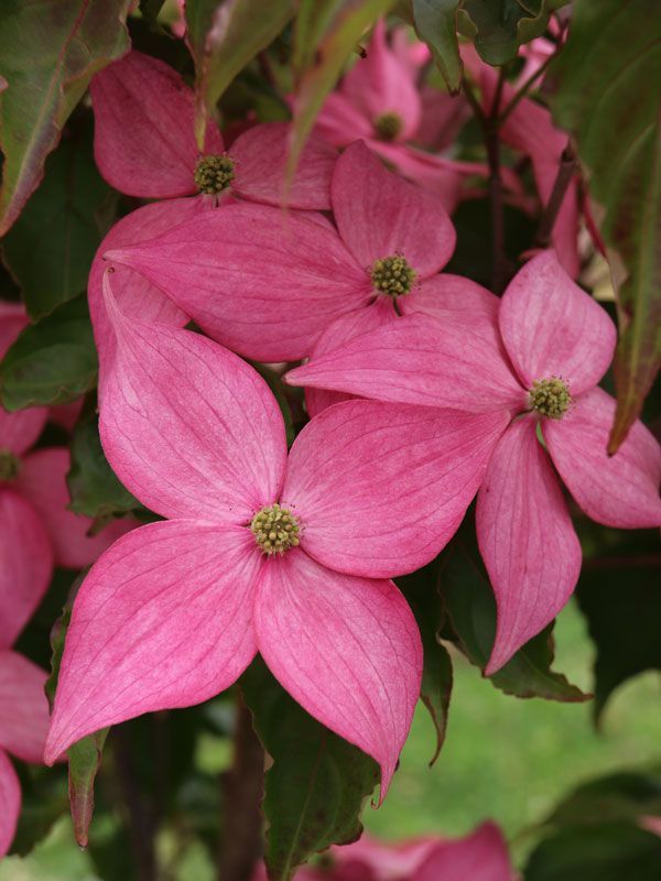 Pink dogwood flowers with green leaves in a garden.