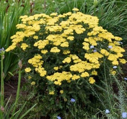 Yellow flowering shrub in a garden bed, surrounded by tall green grass and small blue flowers.