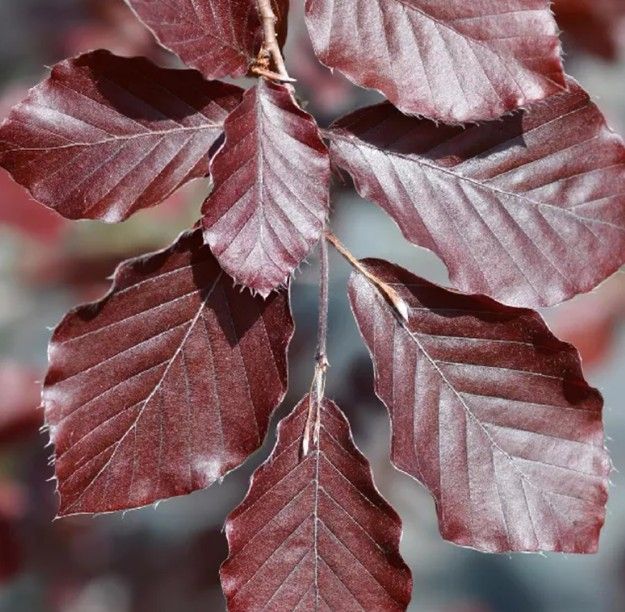 Close-up of burgundy beech leaves with a soft blurred background