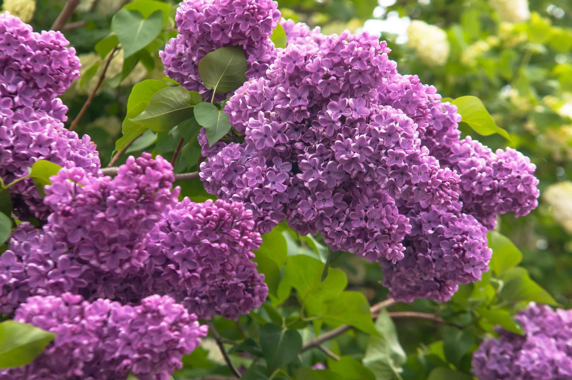 Clustered purple lilac blossoms among green leaves