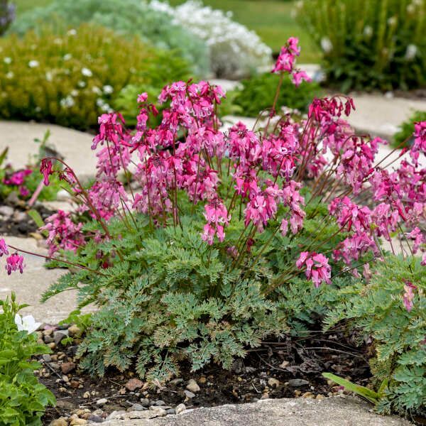 Pink bleeding heart flowers blooming in a garden bed with green foliage and mulch