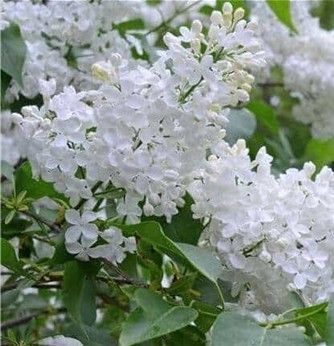 White lilac blossoms among green leaves in soft focus