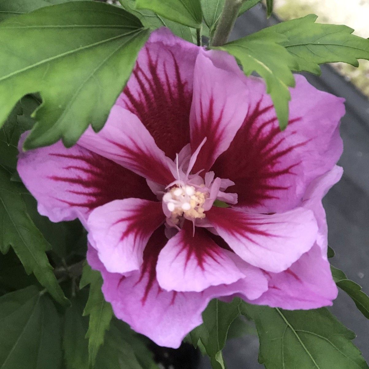 Pink hibiscus flower with dark red center and green leaves