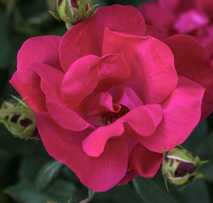Close-up of a vibrant pink rose bloom with green leaves