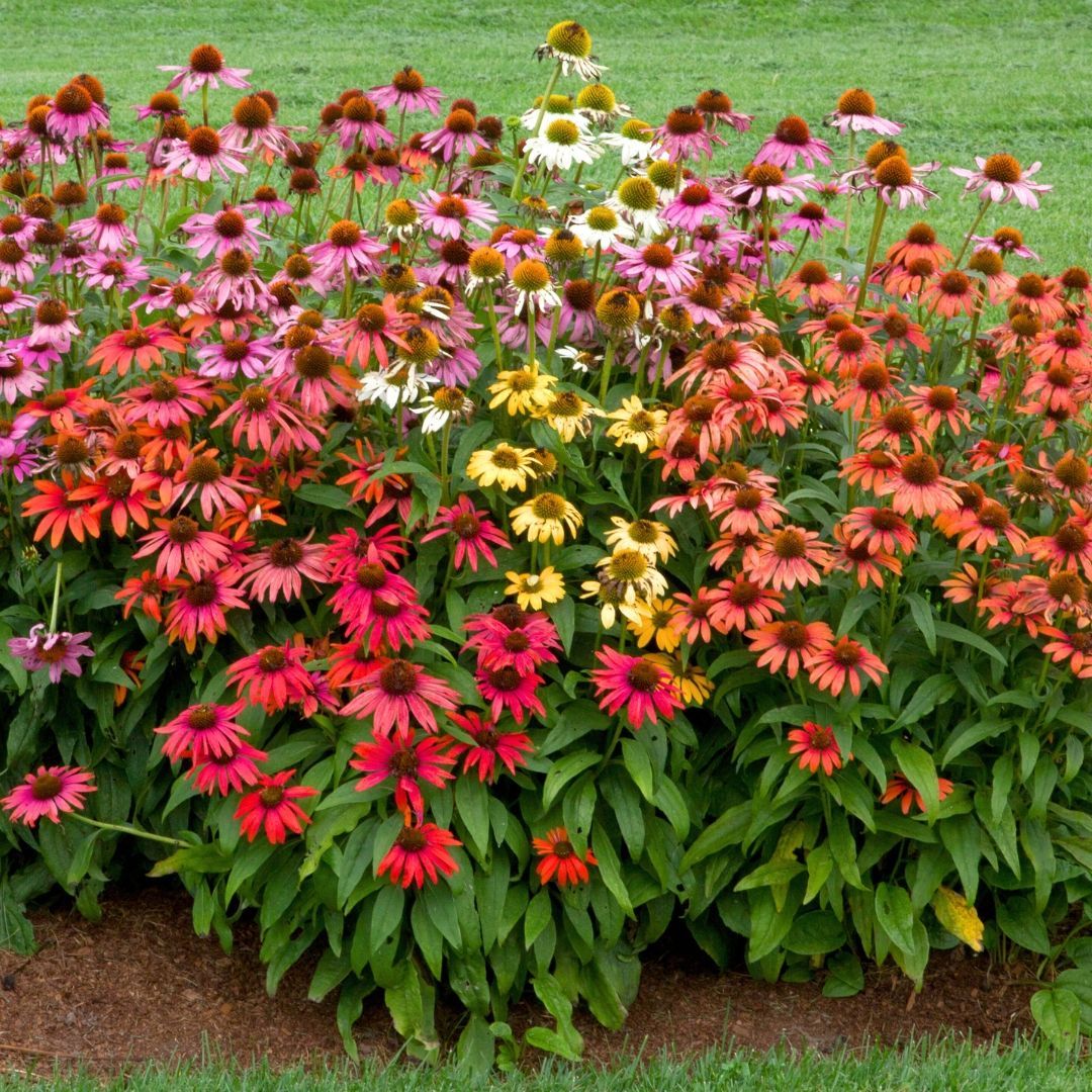 Colorful coneflowers in pink, white, yellow, and red blooming in a garden bed