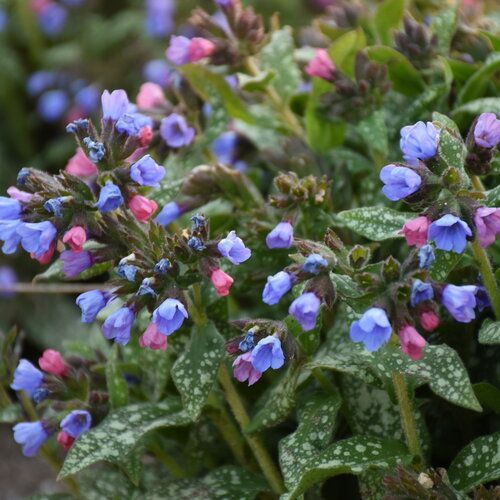 Close-up of pink and blue bell-shaped flowers with green speckled leaves in a garden