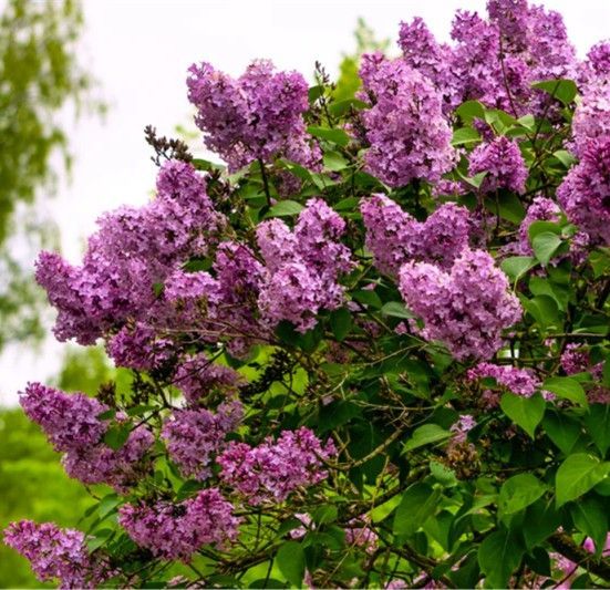 Purple lilac blossoms on a leafy shrub against a bright sky